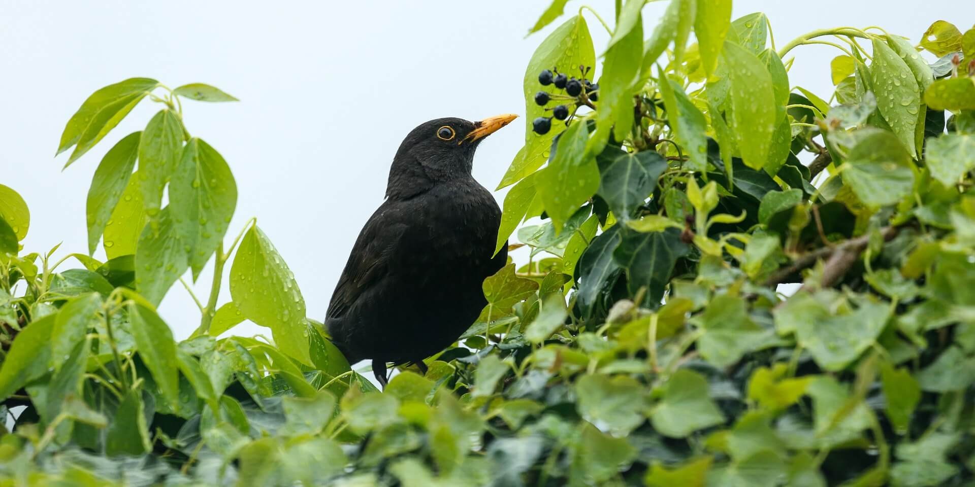 Observation des oiseaux